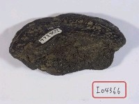 藏品(動物骨化石)的圖片